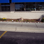 culvers flower planting 3
